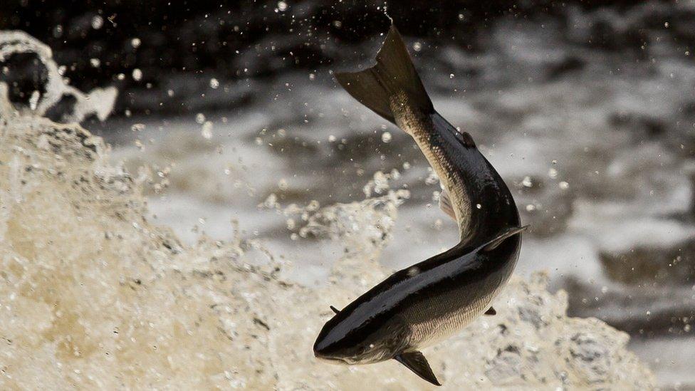 A fish jumping in a river