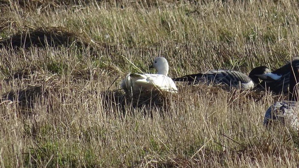 Leucistic goose