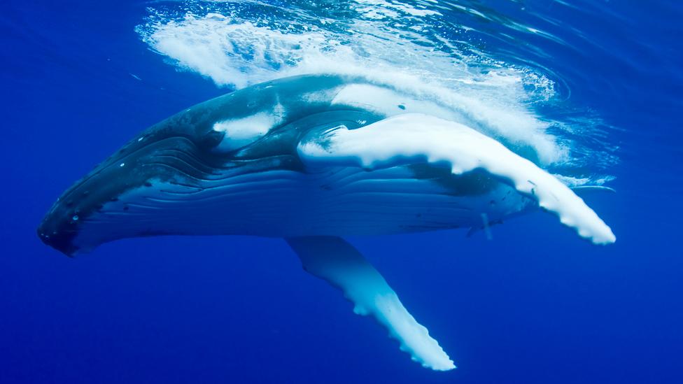 Humpback