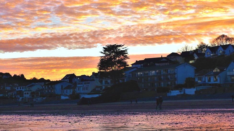 Monterey Cypress tree in Saundersfoot, by dusk