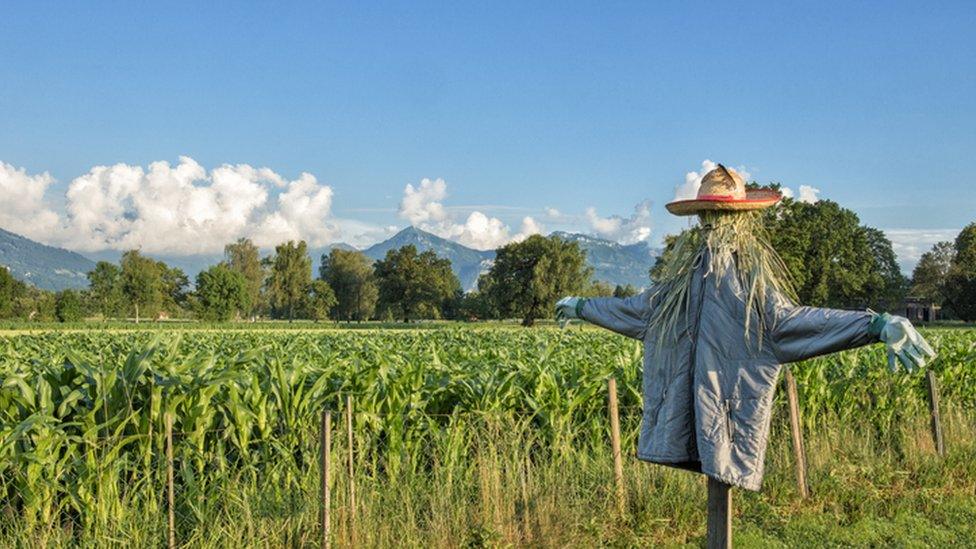 scarecrow in a field