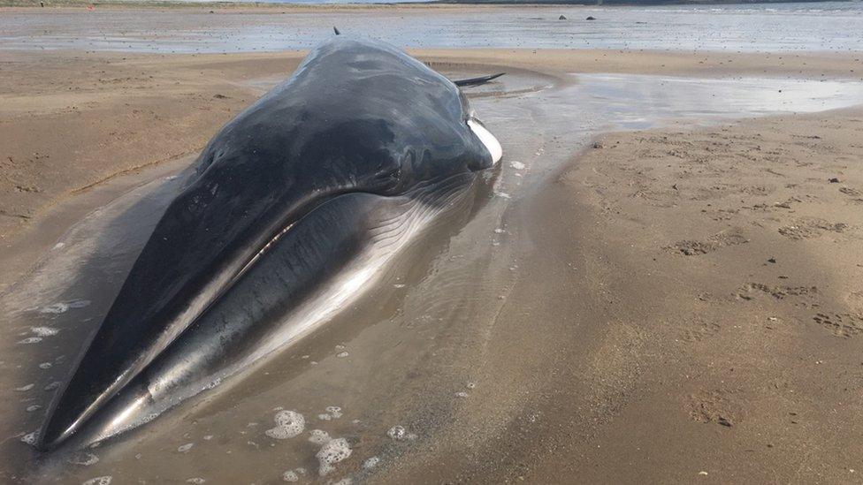 minke whale
