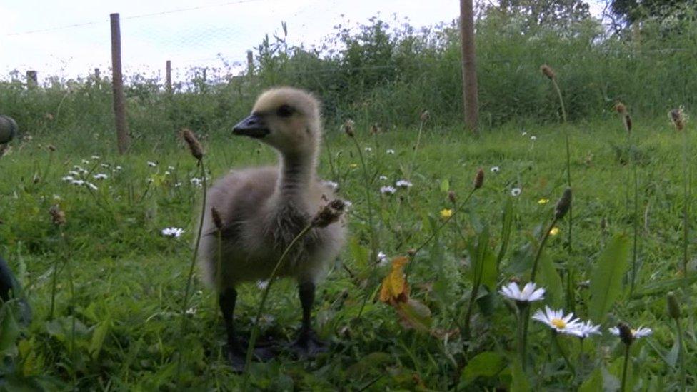 Granville the gosling in the grass