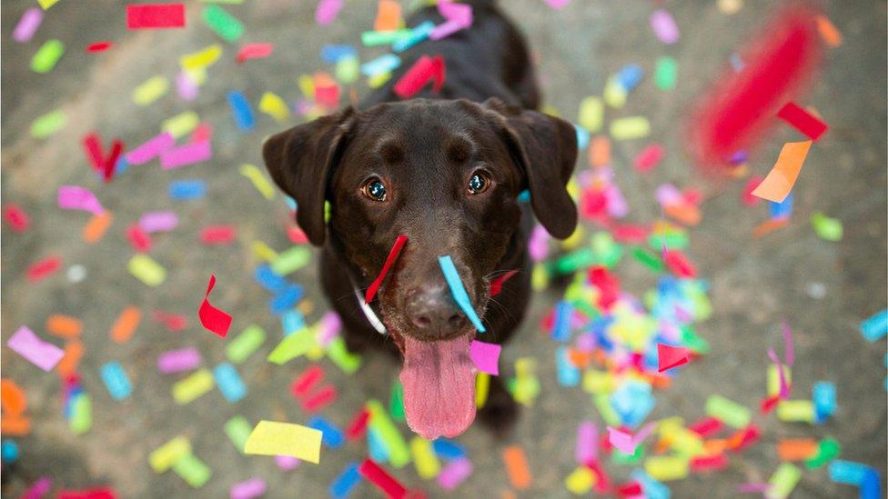 dog-with-confetti