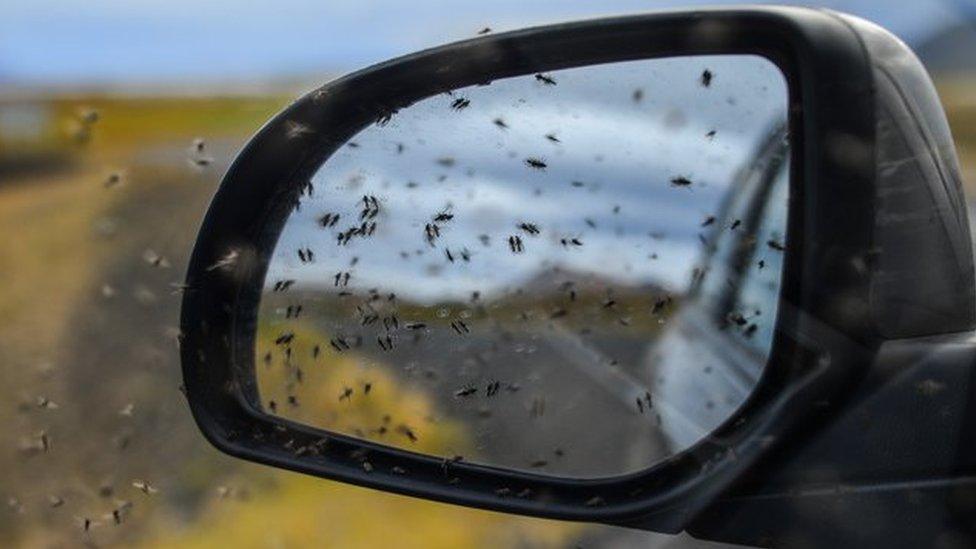 Midges on car wingmirror