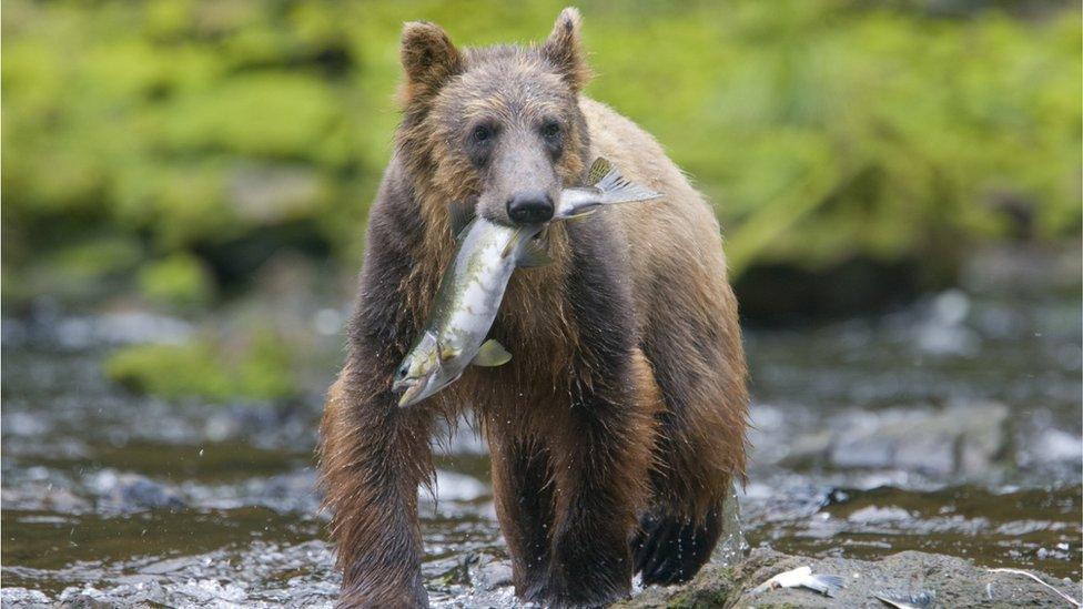 brown-bear-with-a-fish-in-its-mouth.