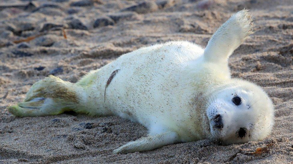 Farne Island grey seals