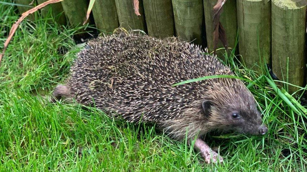 Kwazi, the three-legged hedgehog, in his new home in Stoke Gifford