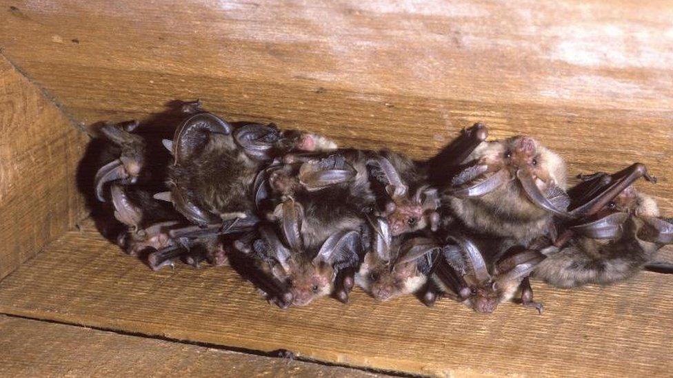 Bats in a church roof