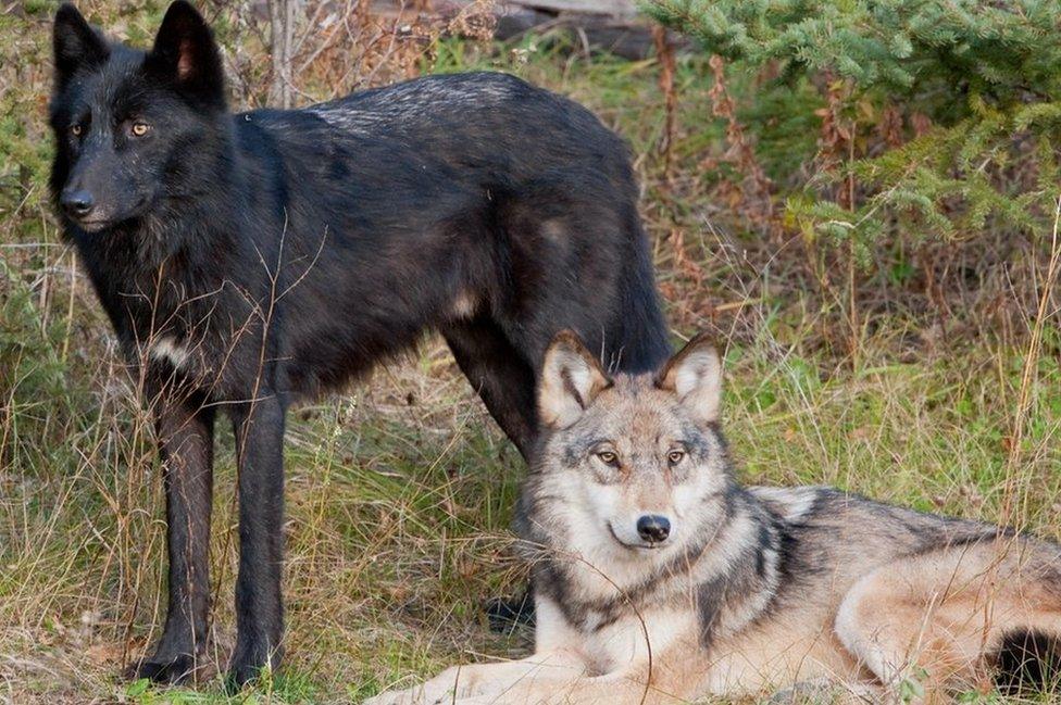 Black wolf standing next to a wolf sitting down