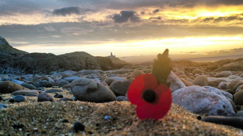 Poppy at Mumbles, Swansea