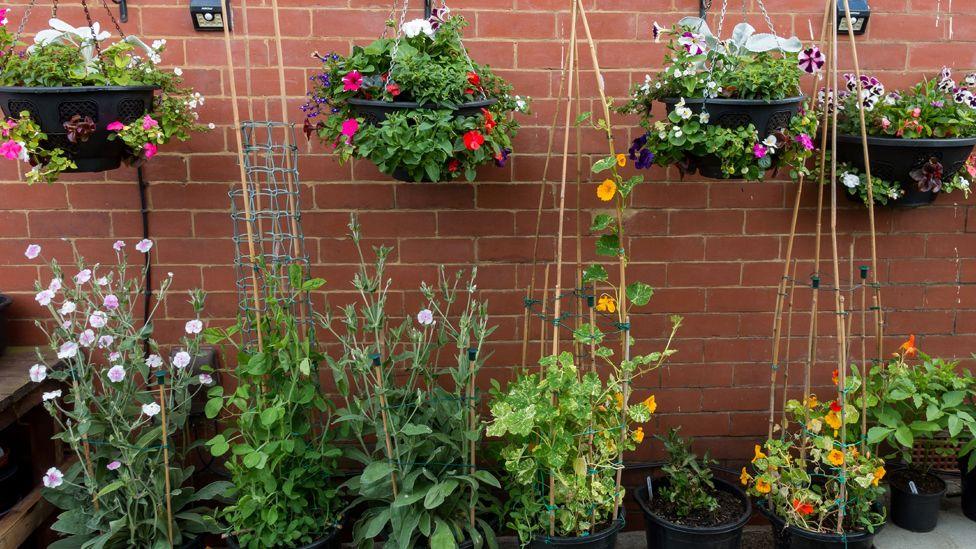 Entrants in the hanging baskets category