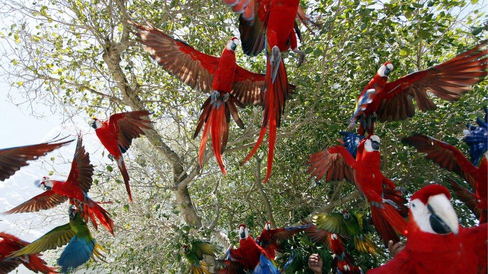 Macaws being released into the Yucatan forest