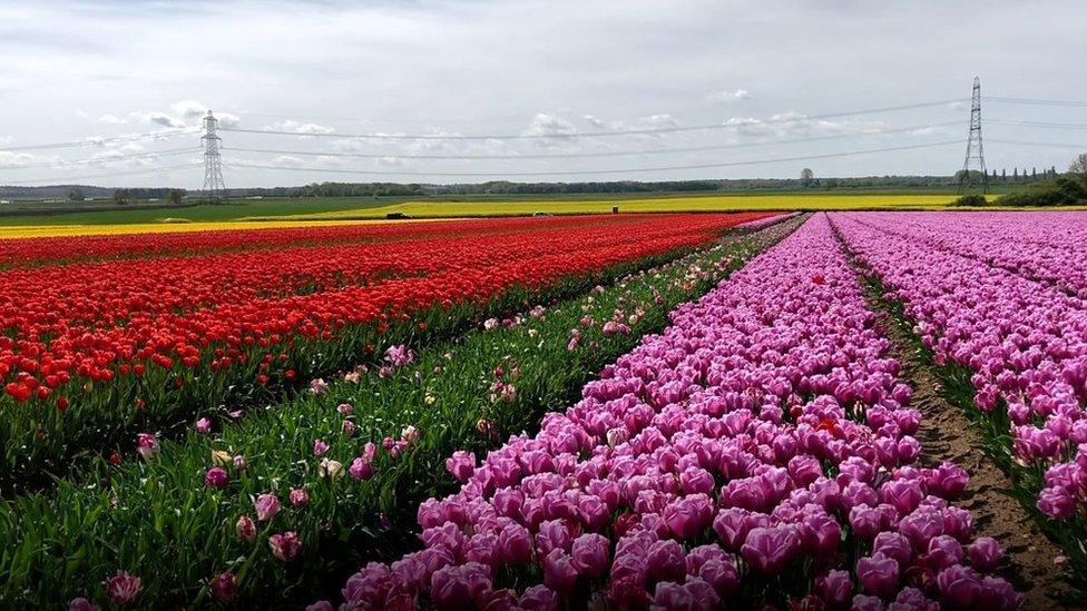 Tulip field