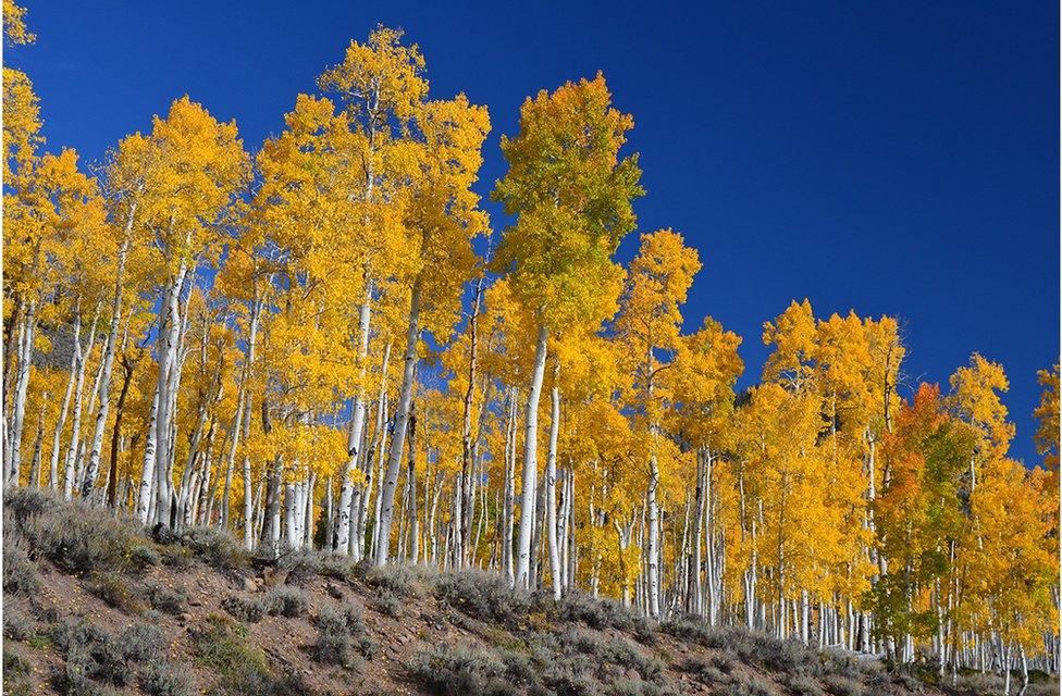 "Pando" and is located in the Fishlake National Forest north of Bryce Canyon National Park in central Utah