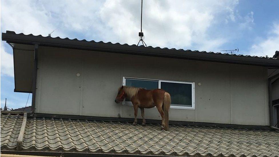 This handout picture taken on July 9, 2018 by the NGO Peace Winds Japan shows a miniature horse stranded on a rooftop due to the recent flooding in the Mabicho area in Kurashiki, Okayama prefecture.