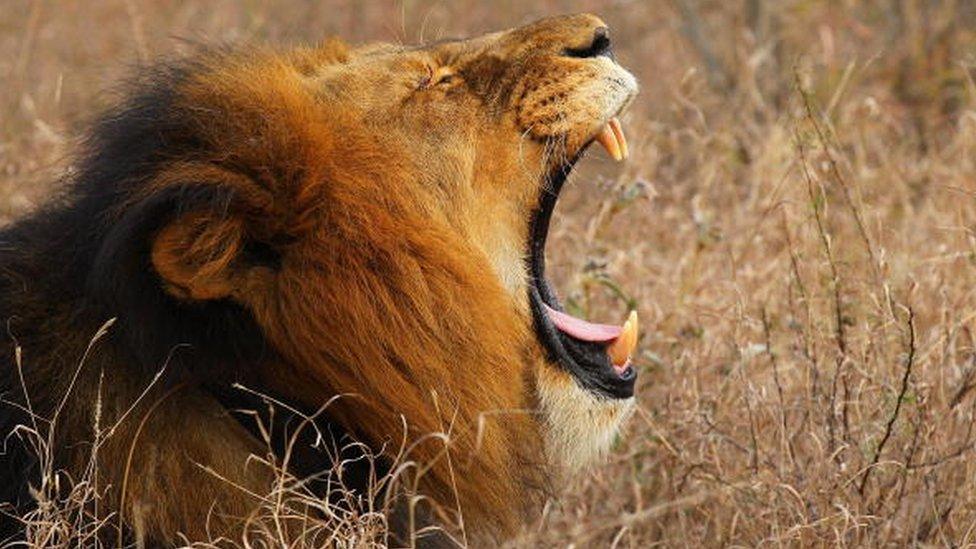 A lion in South Africa (archive shot)