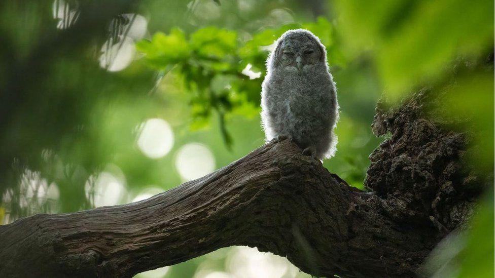 Tawny owl