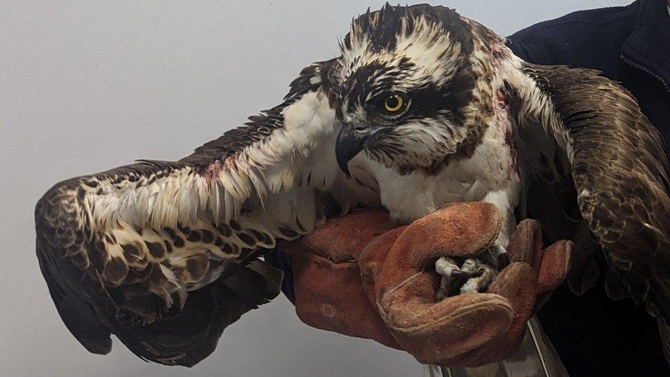 Injured osprey