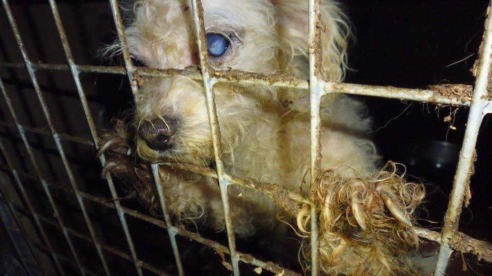 A bichon frise puppy