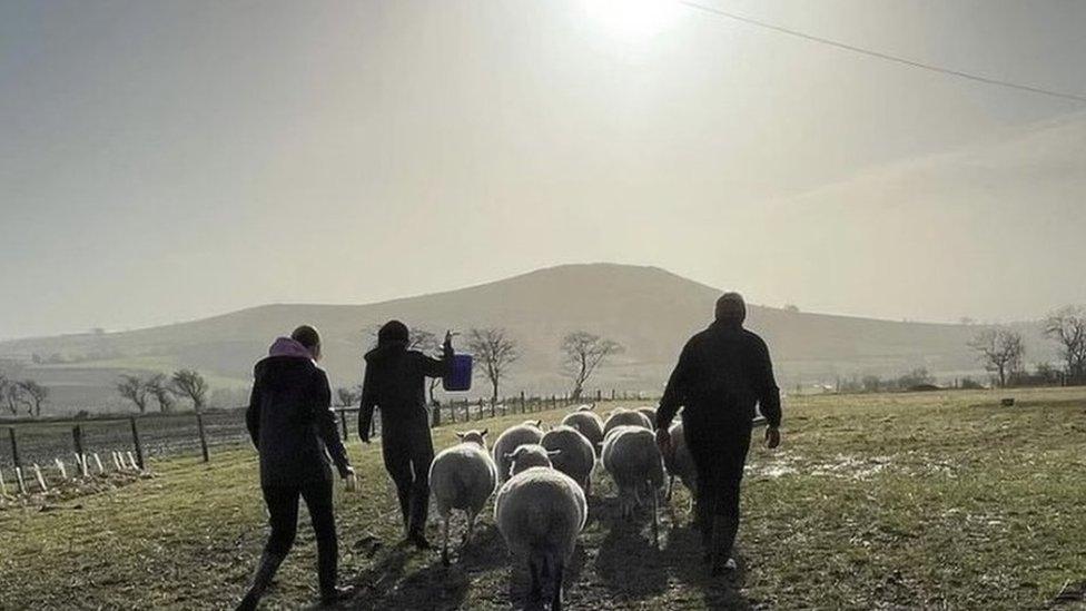 Farmers walking either side of some sheep