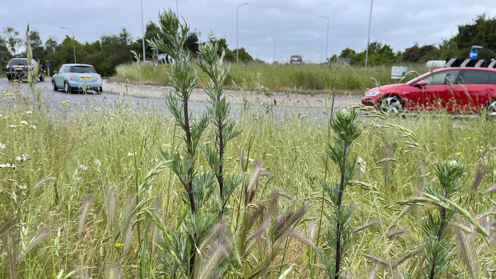 Verges on roundabout at Costessey, Norfolk