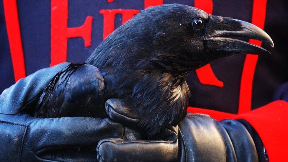 Raven in the hands of a guard