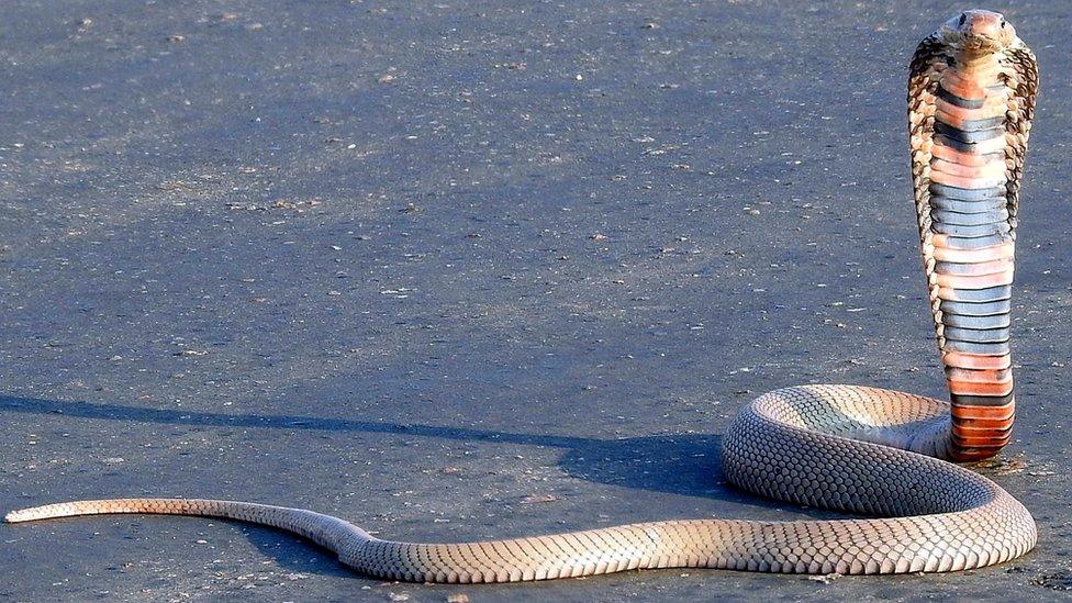 Spitting cobra