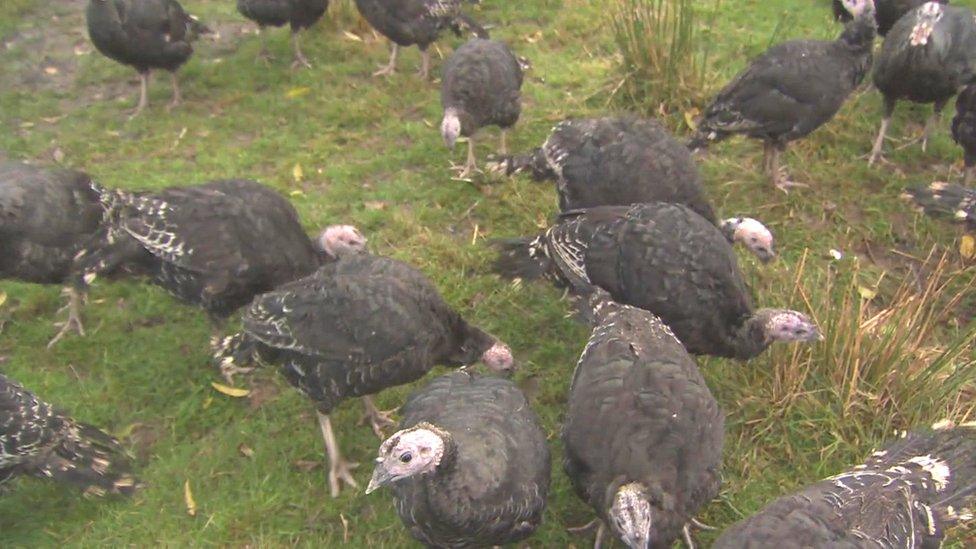 Turkeys in Pendle