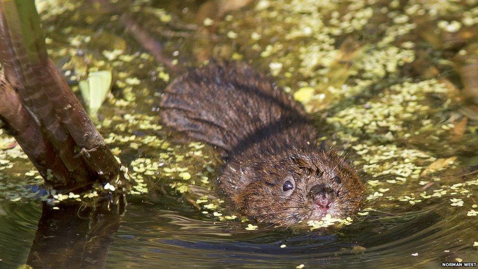 Water vole swimming