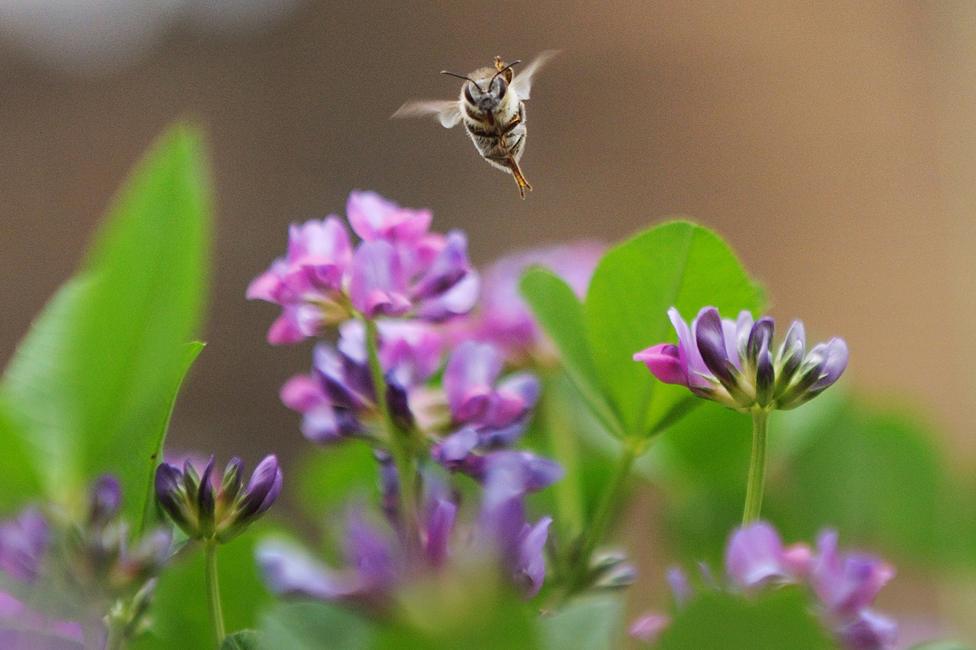 Bee, Ethiopia