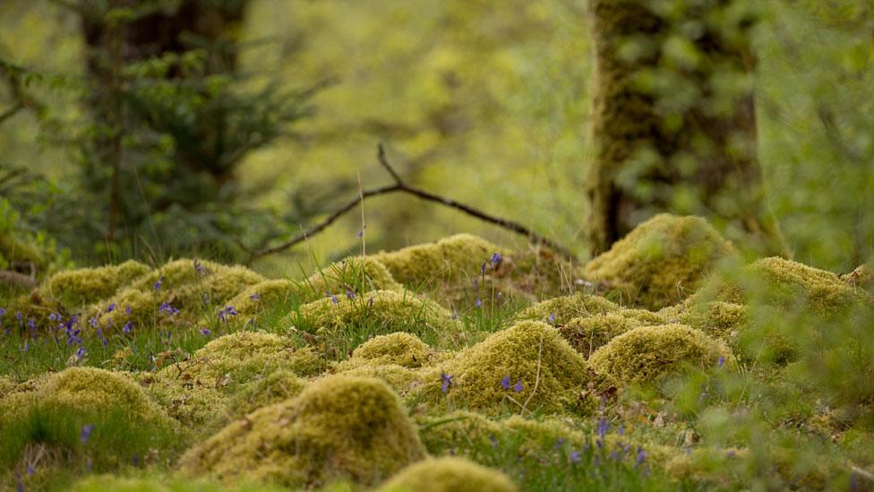 Scotland's rainforest