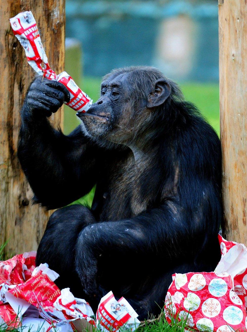 A chimpanzee eats nuts and seeds after opening a Christmas present, in an enclosure at Twycross Zoo, Leicestershire