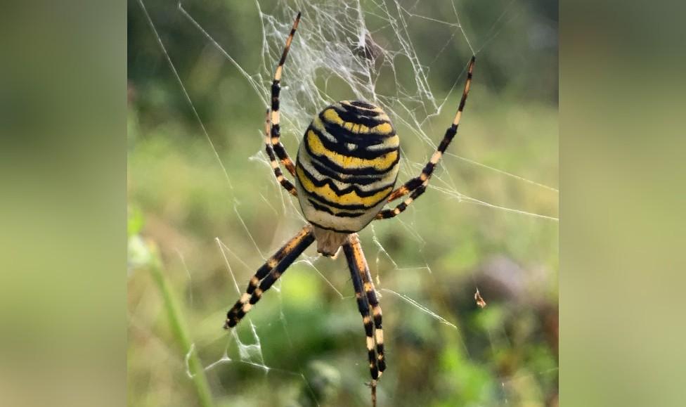 Wasp Spider