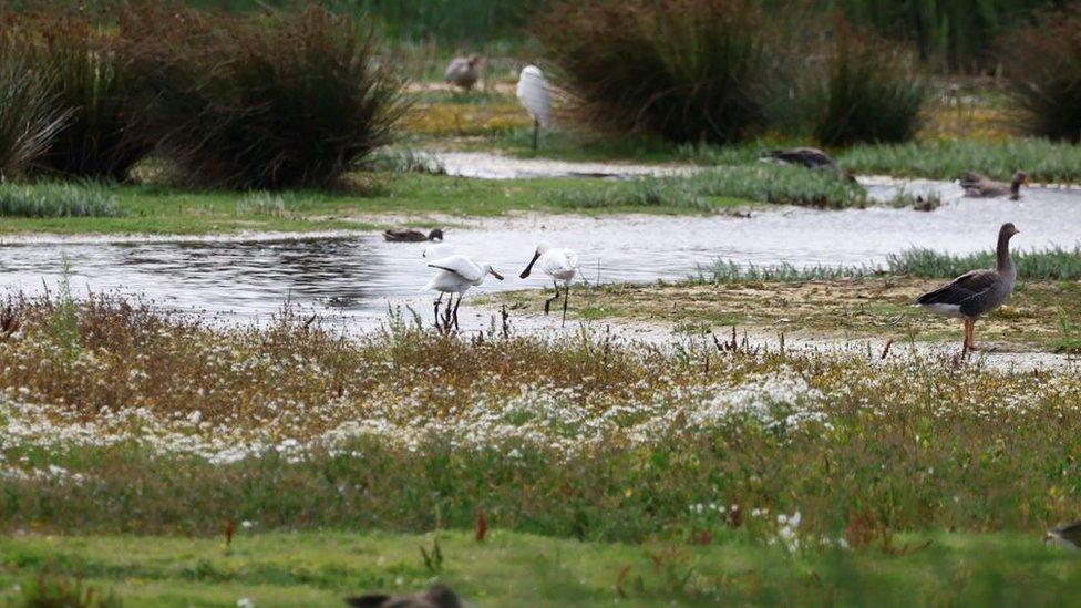 Birds on Norfolk Broads