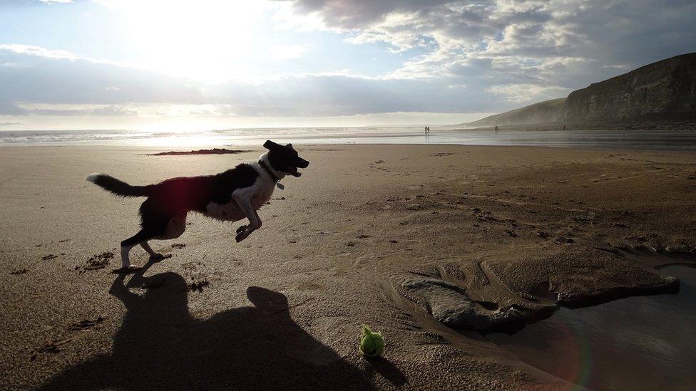 Meg the dog at Southerndown beach