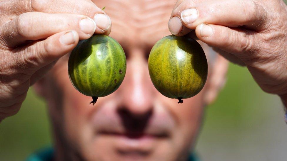 Graeme Watson with two gooseberries, including his world record winner (left) at the annual show of the Egton Bridge Old Gooseberry Society