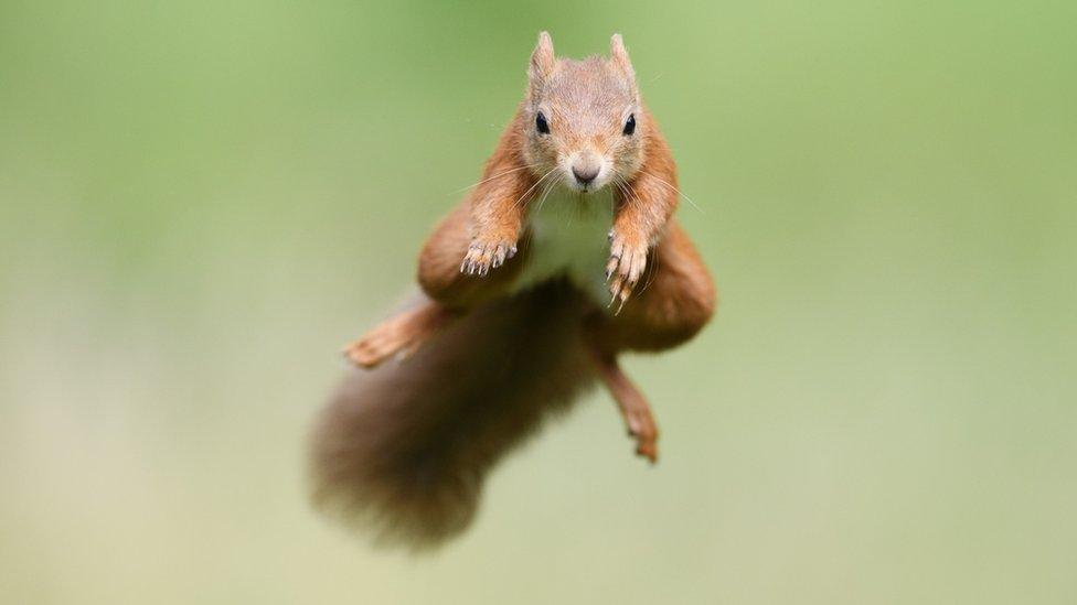 squirrel-leaping.