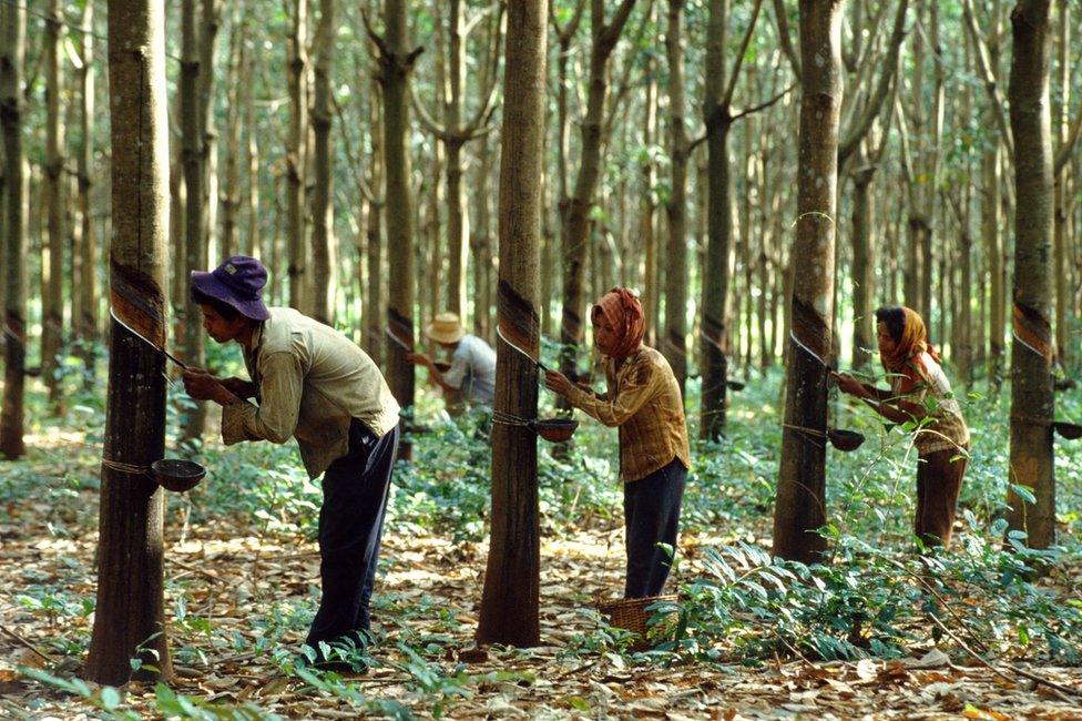 Workers collecting sap from rubber trees at the Chup rubber plantation in Cambodia