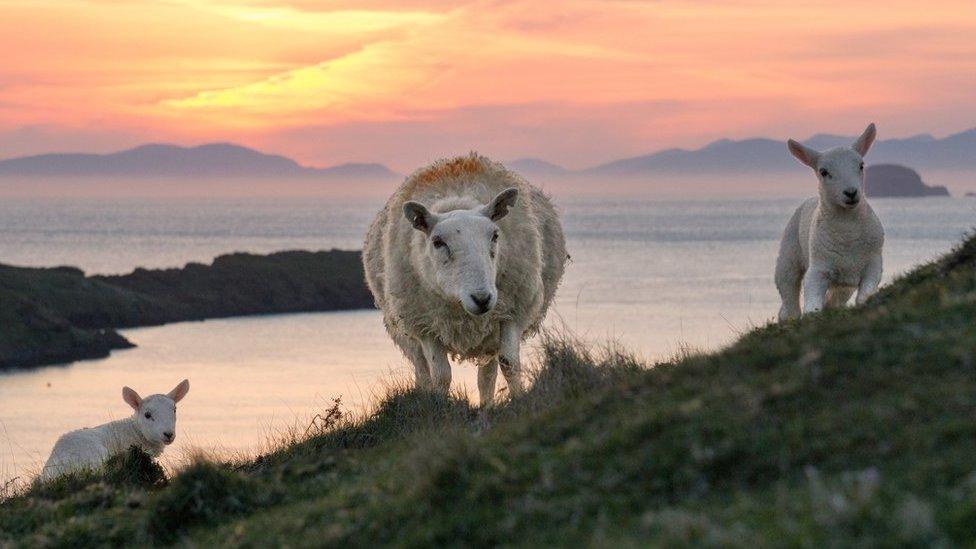 Ewe and lambs