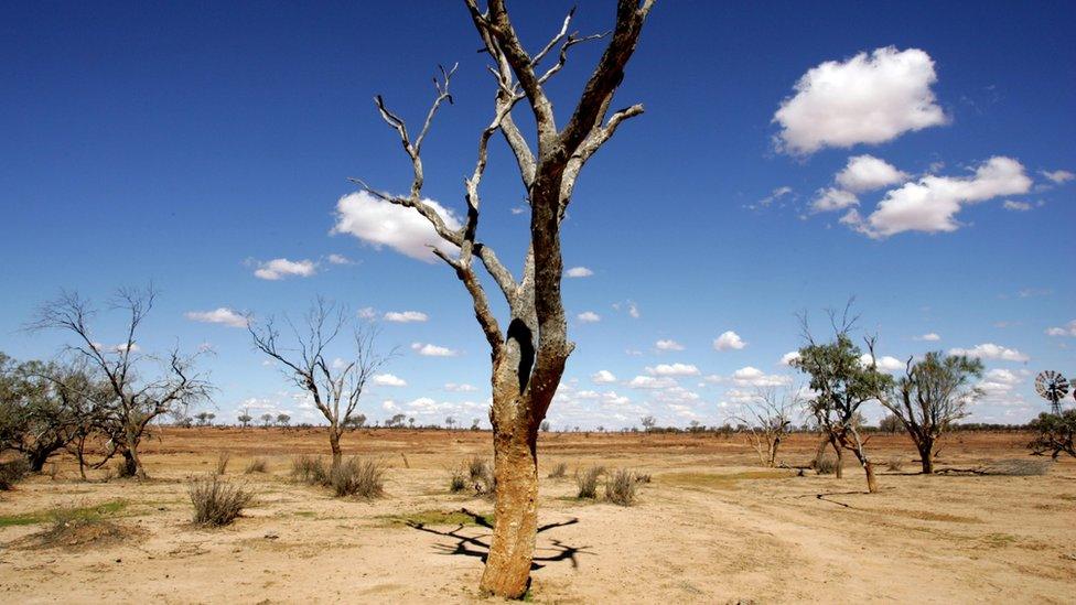 Drought scene with dead tree