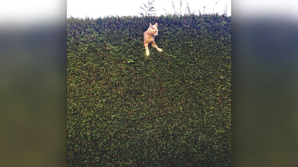 a cat with its body poking high up through a hedge