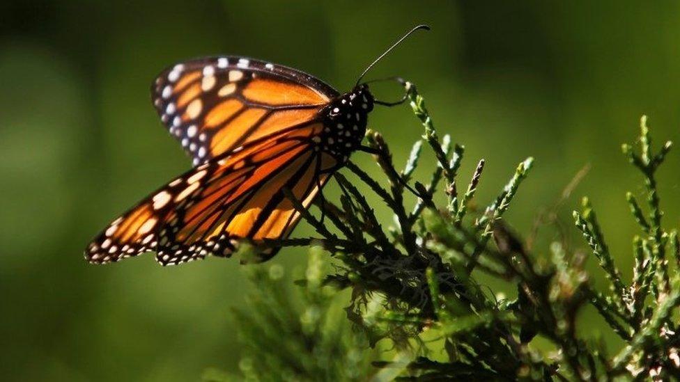 Monarch butterfly in California