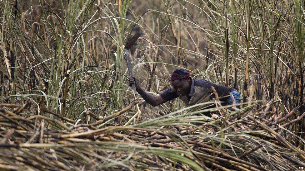 Workers on a sugar plantation in Komatipoort, South Africa