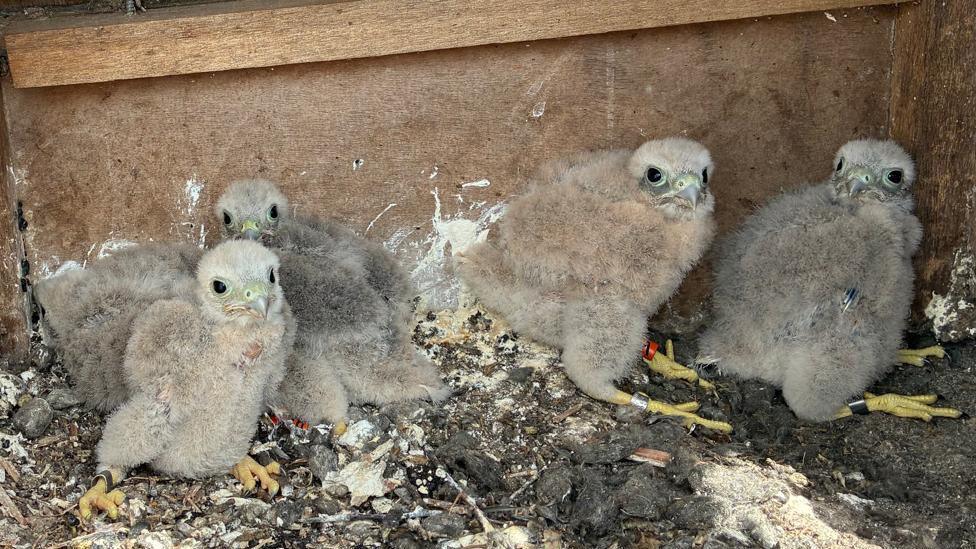 Five barn owl chicks with grey down inside a nest box