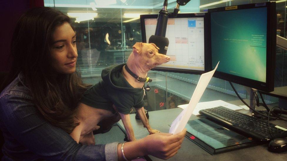 Tuna the dog with Newsbeat presenter Tina Daheley