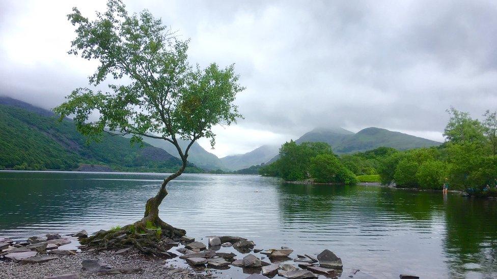 Picture of a lone tree at Llyn Padarn, Llanberis