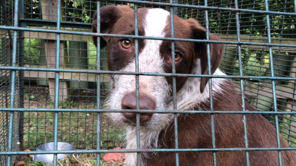 Rio the dog in cage