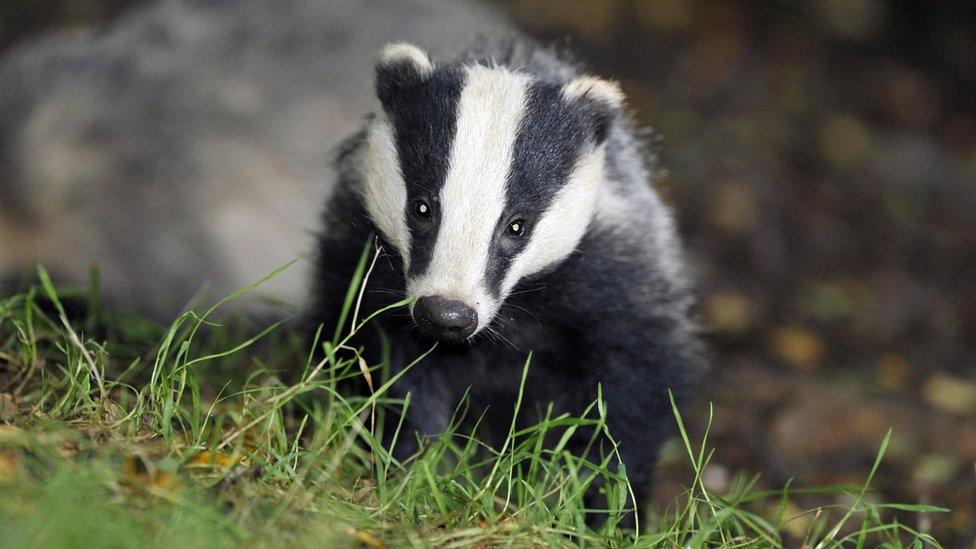 Badger