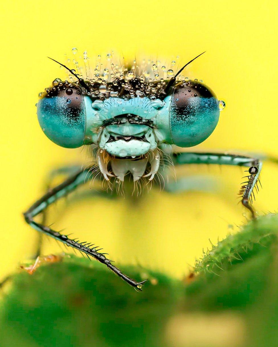 Damselfly